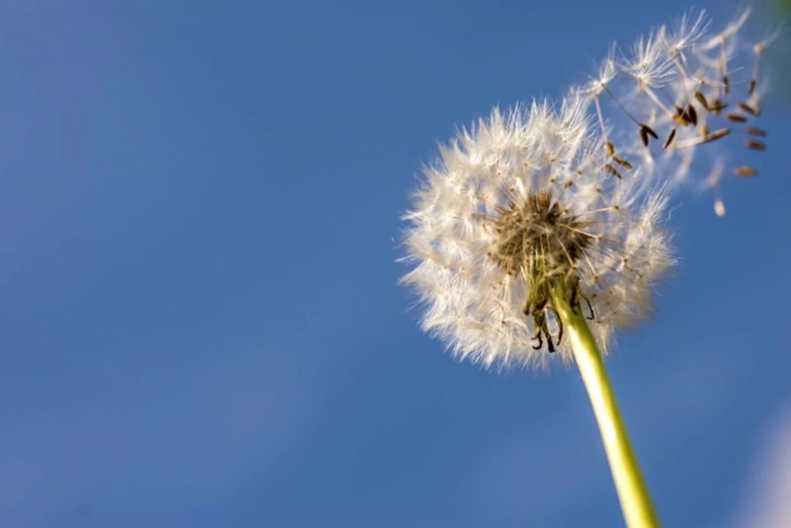 A dandelion against a blue sky, with the identification outline drawn around it