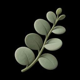 Eucalyptus