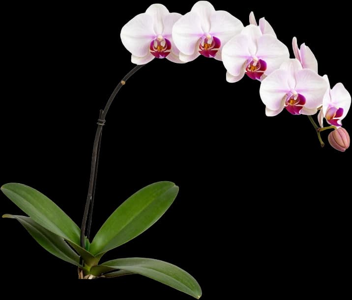 White orchid on an arching stem, leaves at the base